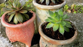 Summer Garden Collection