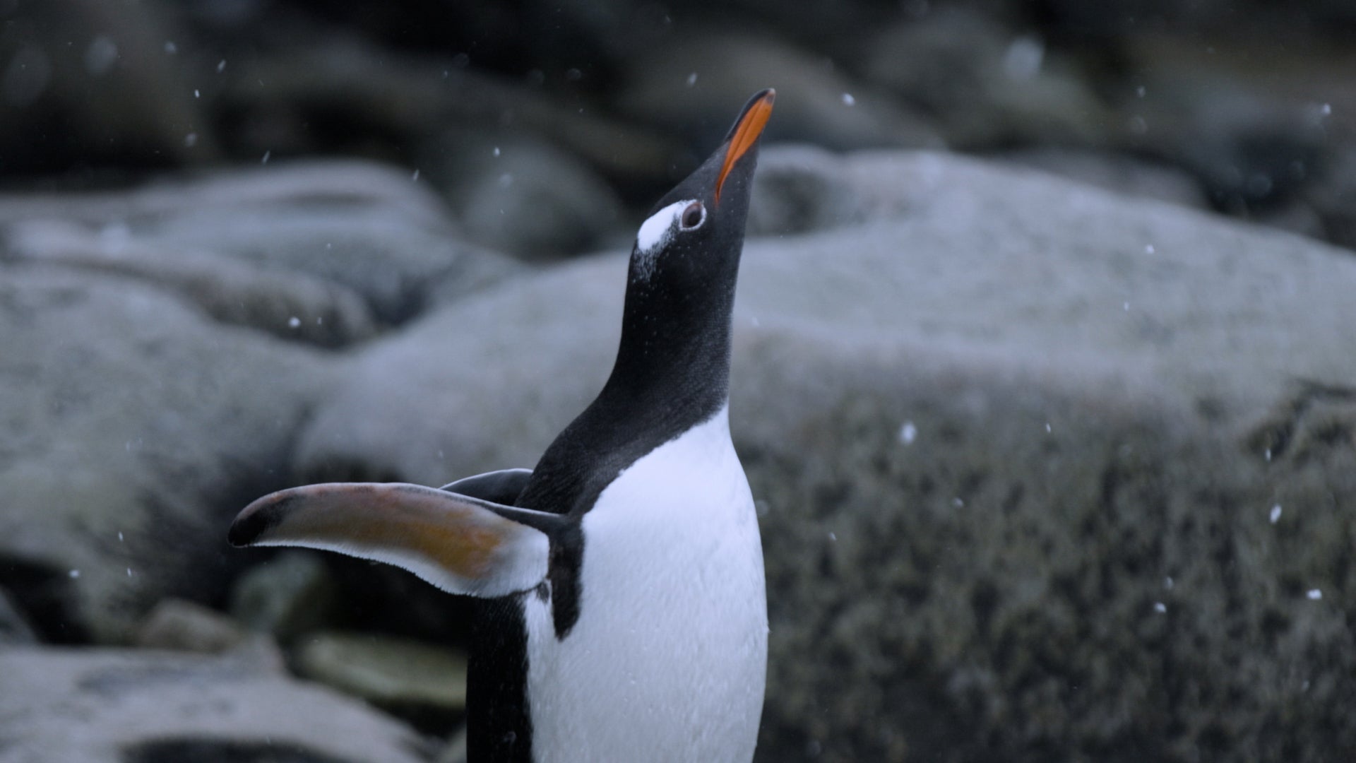 Antarctica