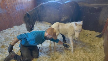 "Ballerinafölet" får snabb hjälp av hovslagare Andri
