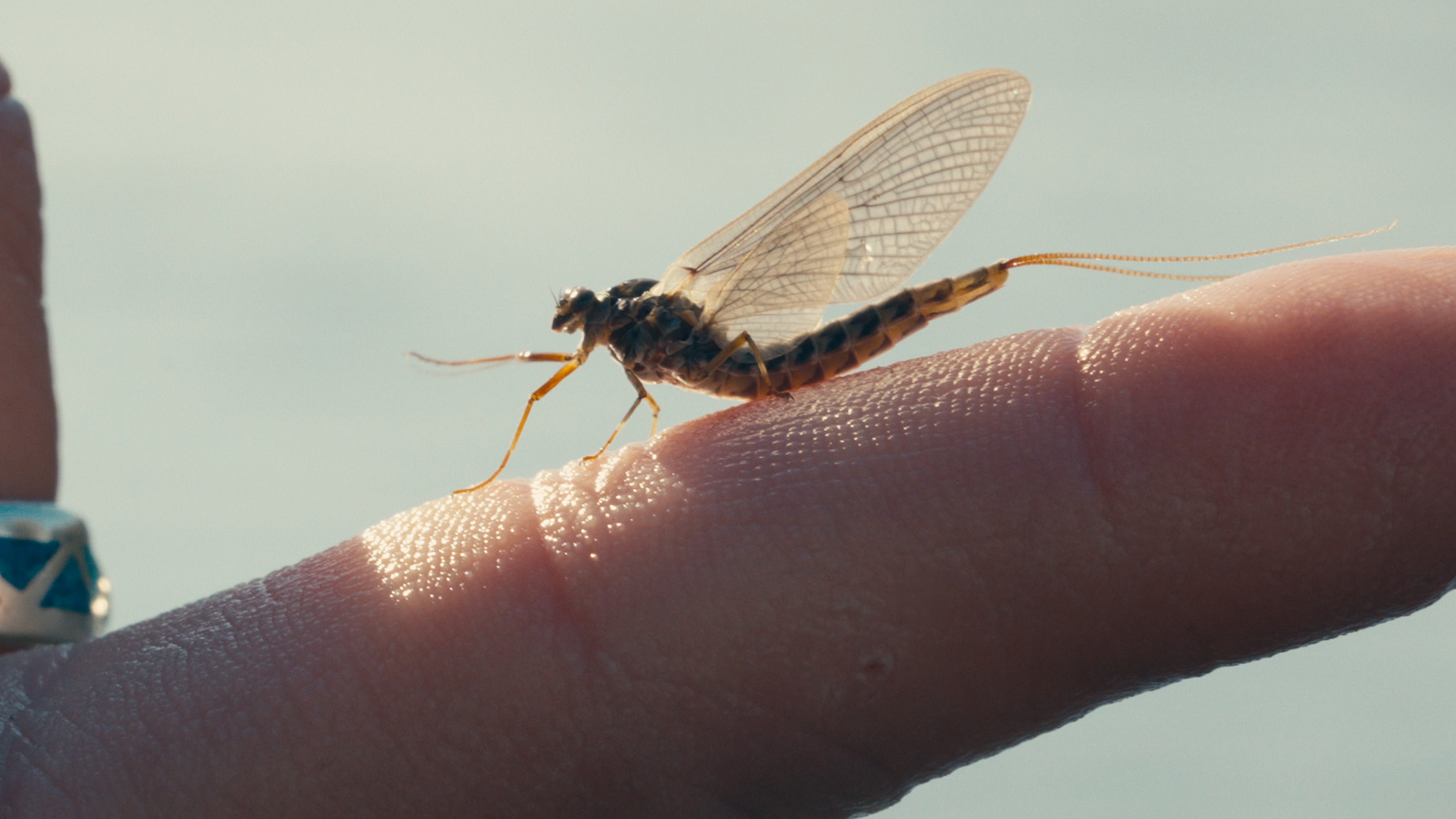 Fly Fishing the Greater Yellowstone Region: Seasons and Hatches