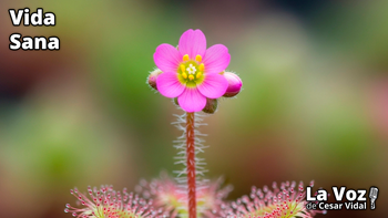 Drosera: el sorprendente remedio natural para la tos, el asma y la bronquitis - 30/06/26