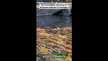 THE REEL - The Incredible Journey Of Sockeye Salmon In Canada
