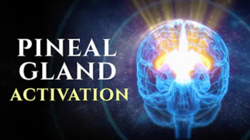 Why the Pineal Is Called a “Super Organ”