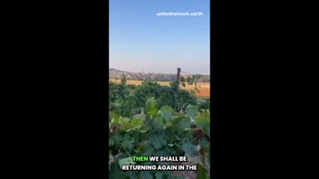 THE REEL - What It'S Like To Volunteer On An Italian Vineyard
