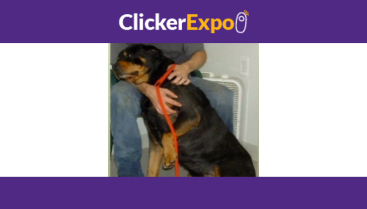 Gimme Shelter: Training & Enrichment