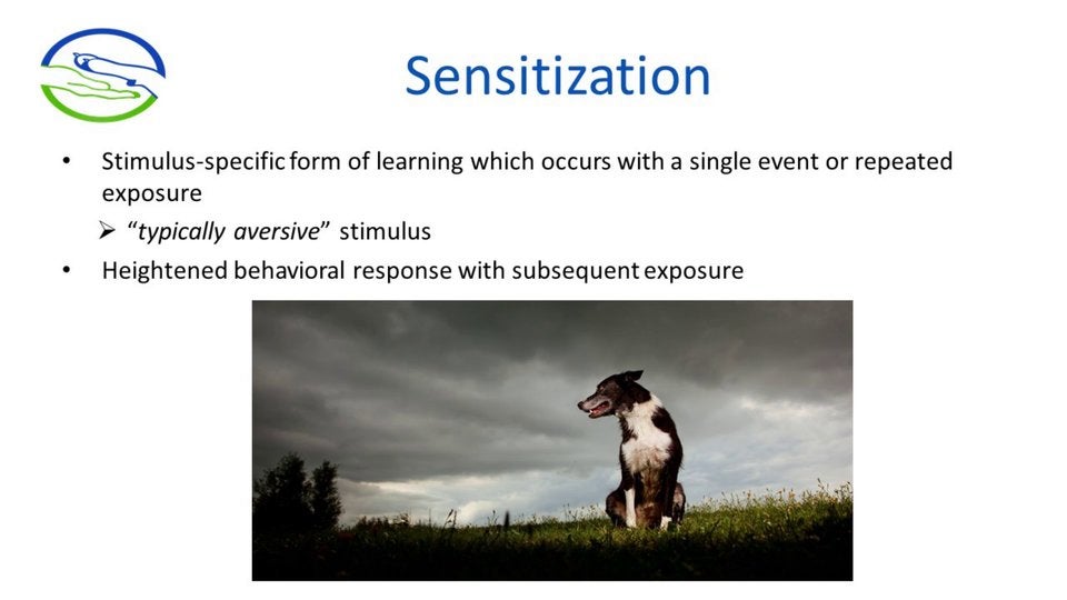 The Behavior of DOGS! | Tawzer Dog