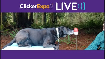 Animals, Start Your Learning Engines! Where to Start Training with Any Animal