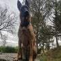 Enzo