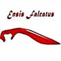 Ensis Falcatus