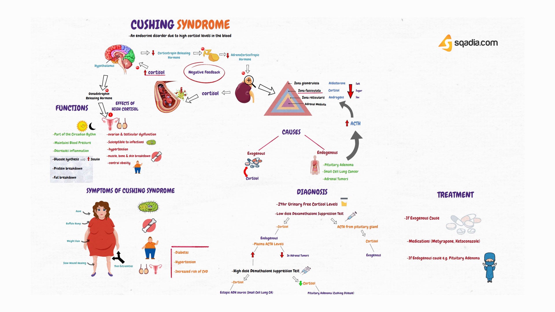 Cushing Syndrome Pathophysiology Animation