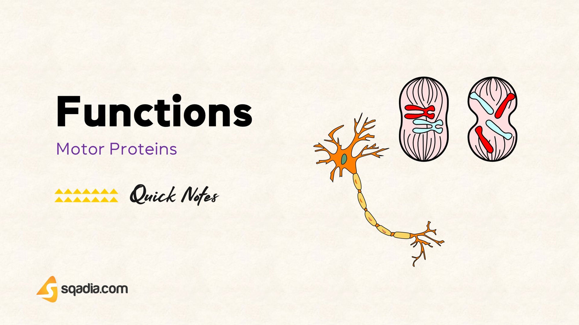 Motor Proteins Functions