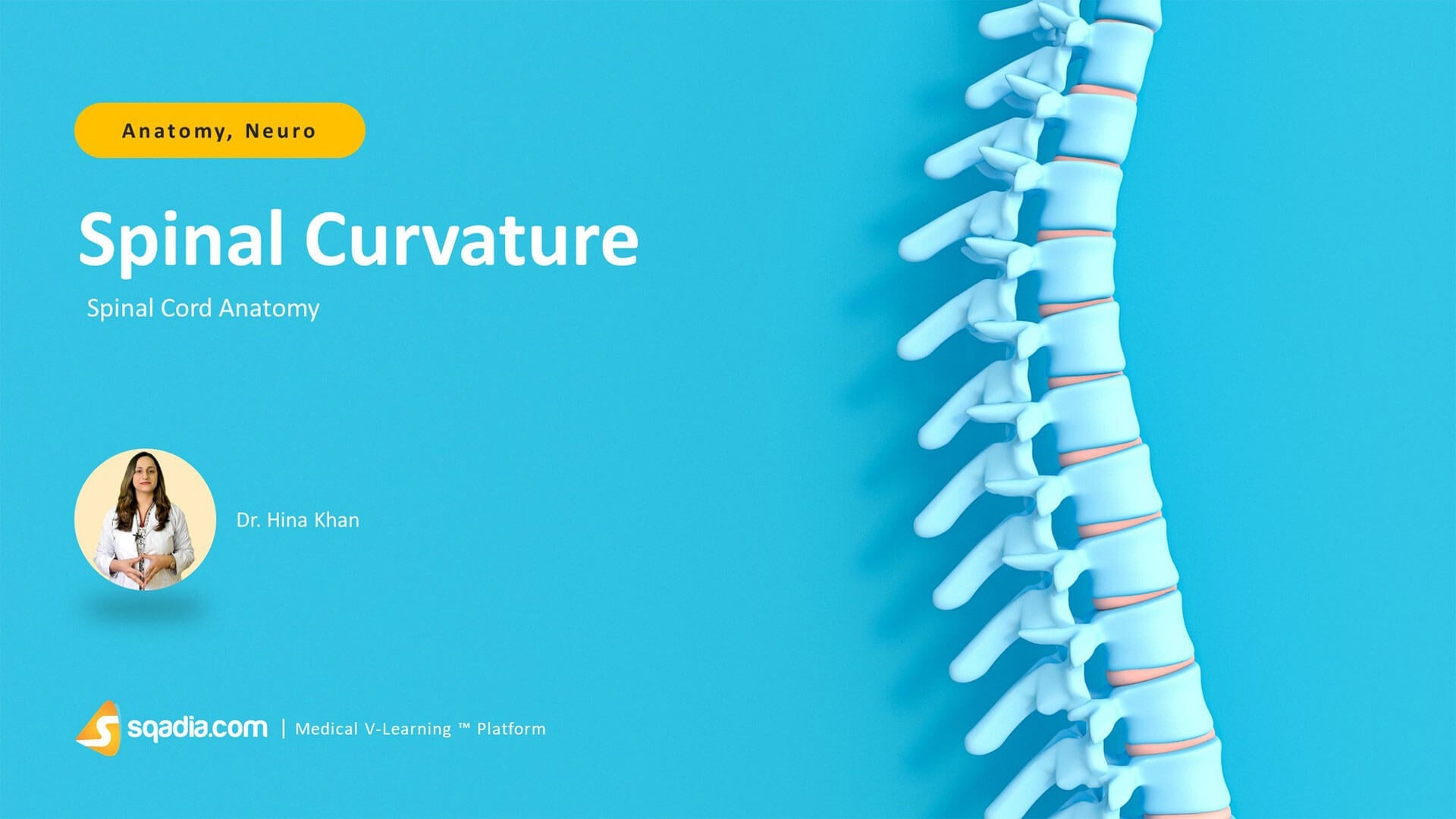 Spinal Cord Anatomy Spinal Curvature