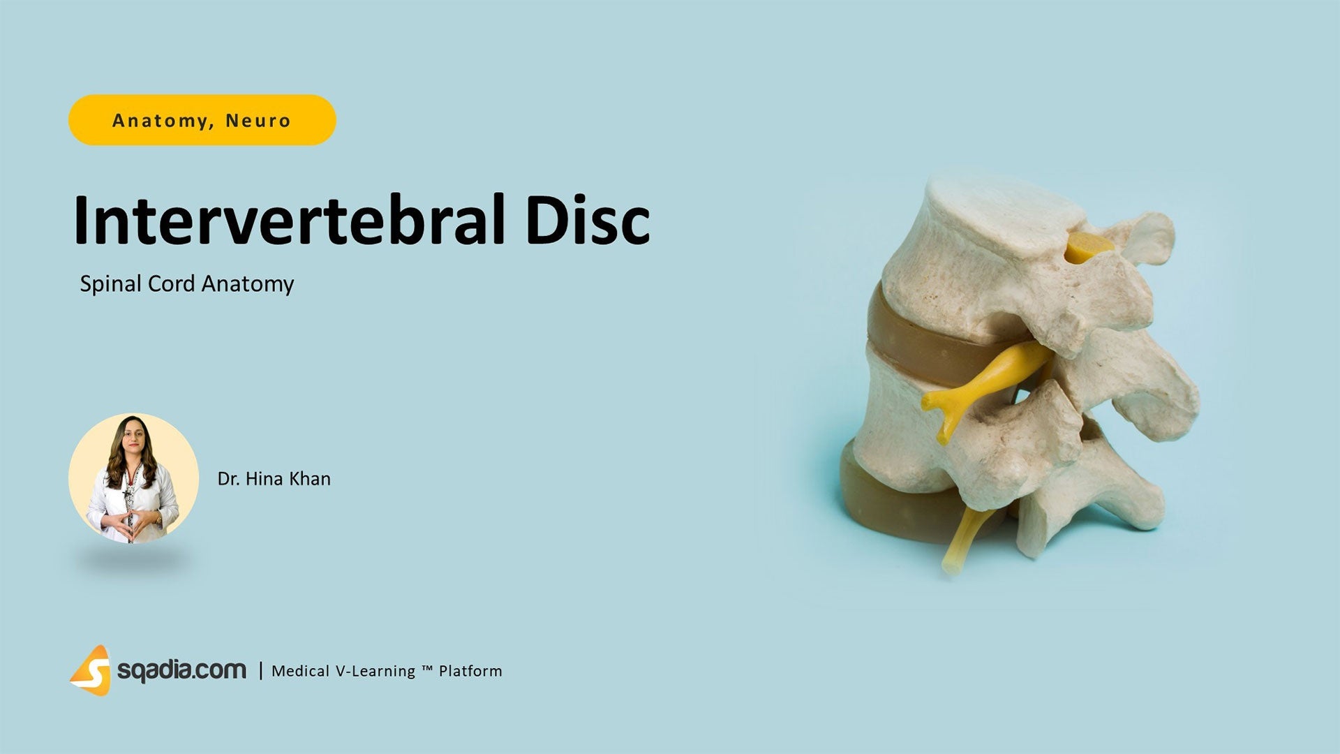 Spinal Cord Anatomy Intervertebral Disc