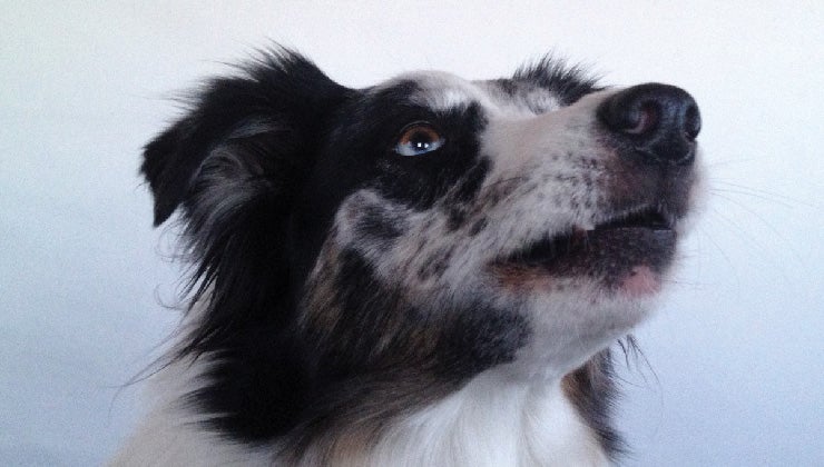border collie reactivity