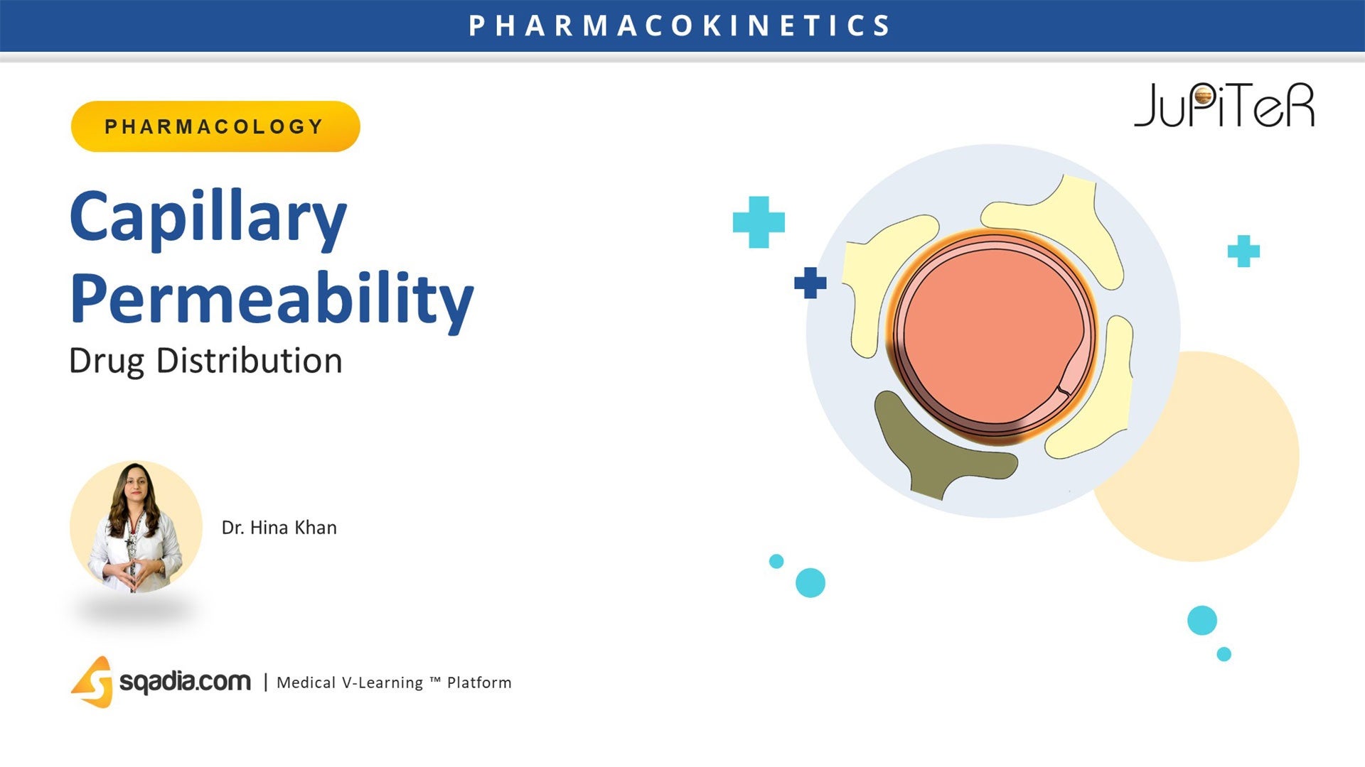 Drug Distribution Capillary Permeability