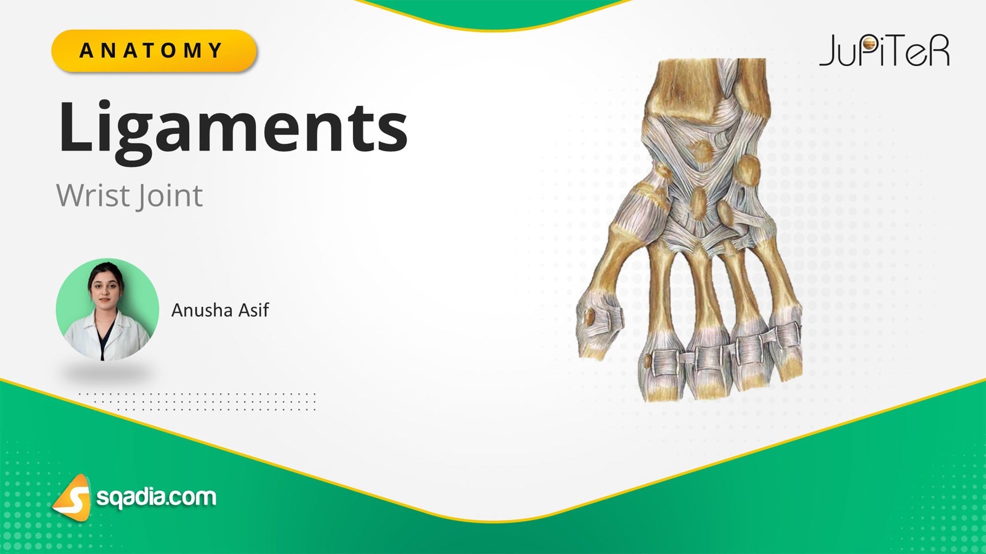 Wrist Joint Ligaments