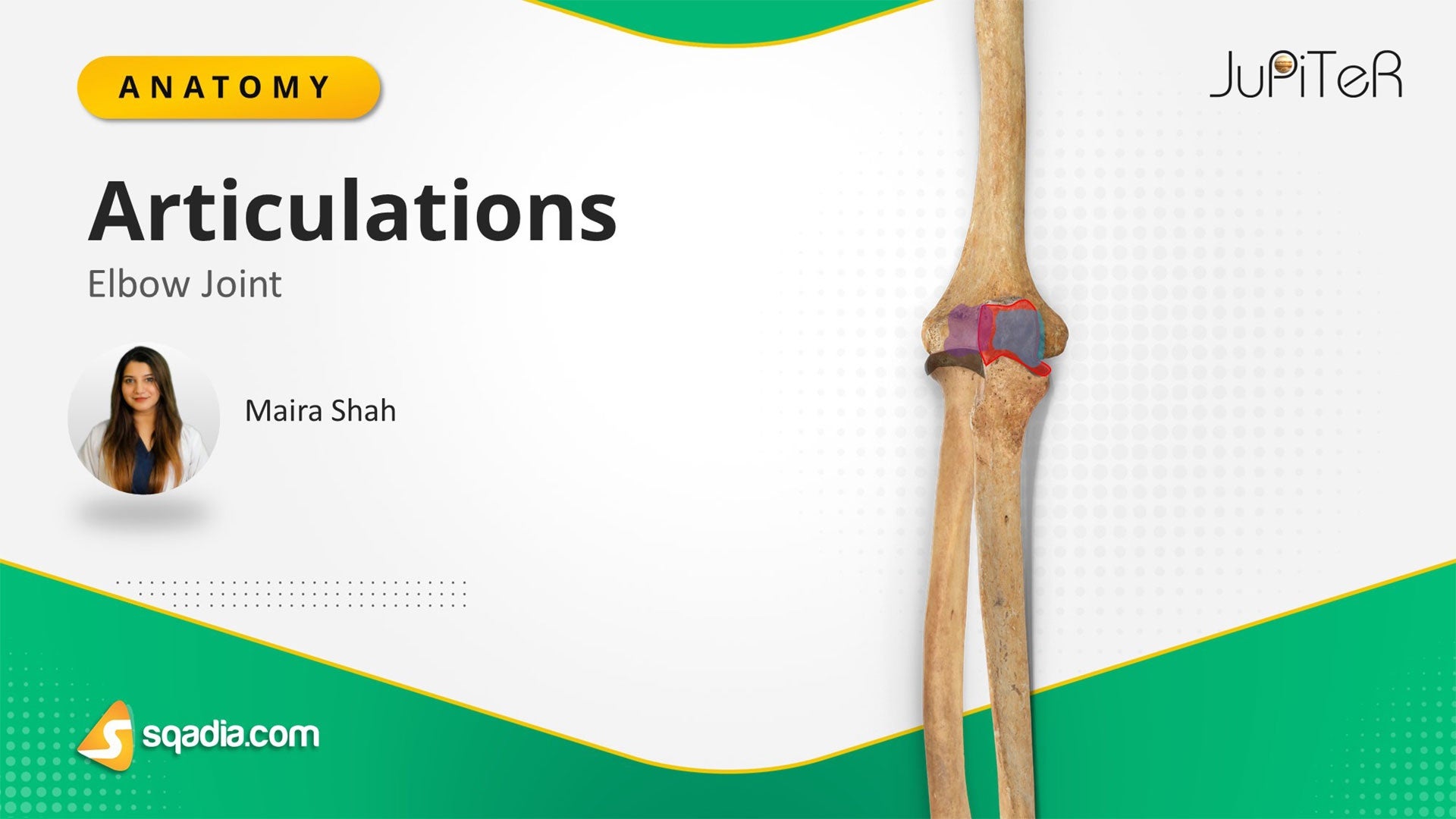 Elbow Joint Articulation