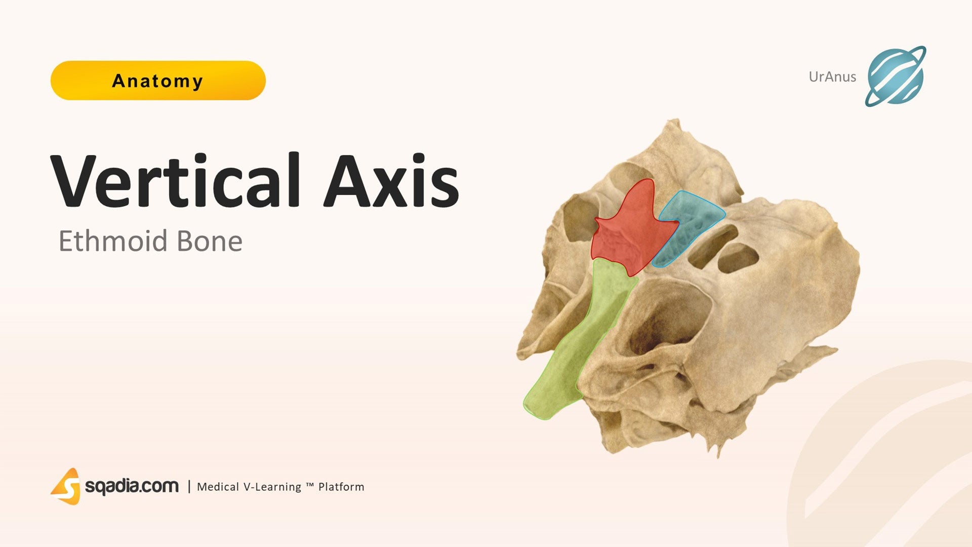 Ethmoid Bone Vertical Axis