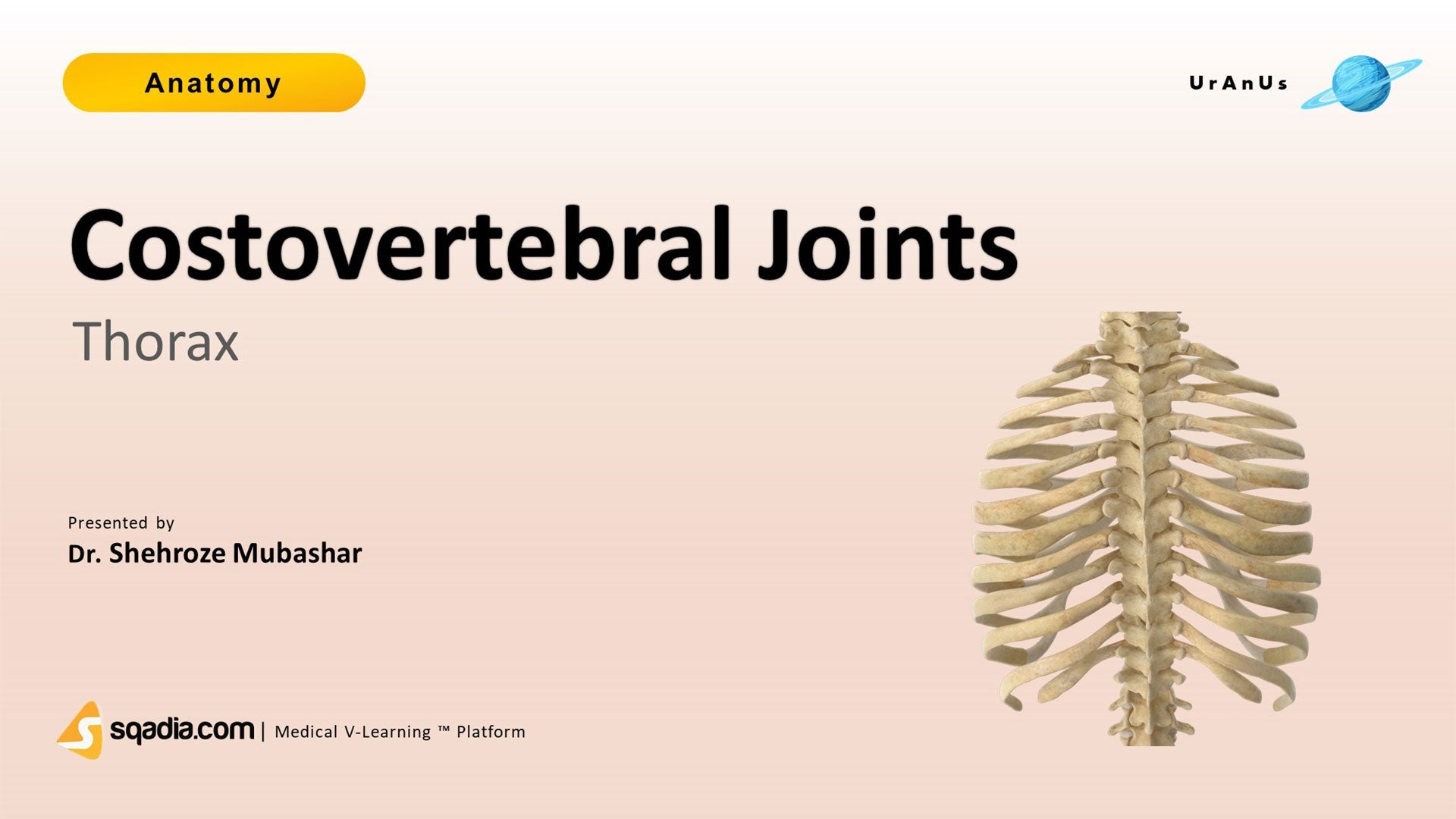 Thorax Costovertebral Joints
